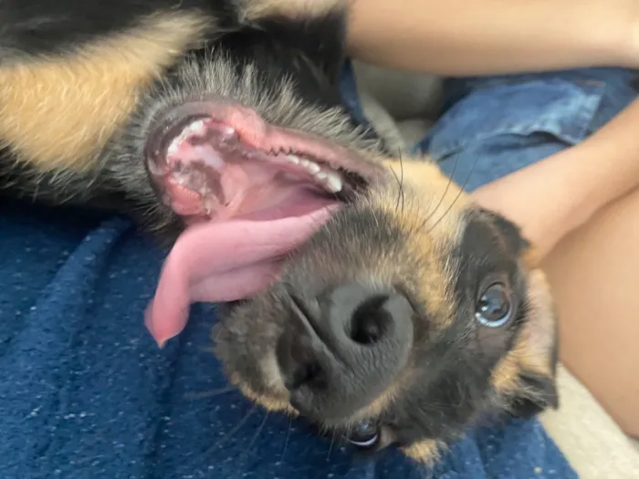 Cachorro raça SRD-ViraLata idade 2 a 6 meses nome Bolinha
