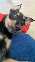 Bolinha