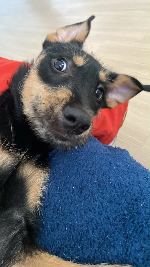 Cachorro raça SRD-ViraLata idade 2 a 6 meses nome Bolinha
