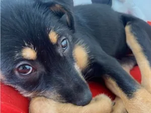 Cachorro raça SRD-ViraLata idade 2 a 6 meses nome Bolinha