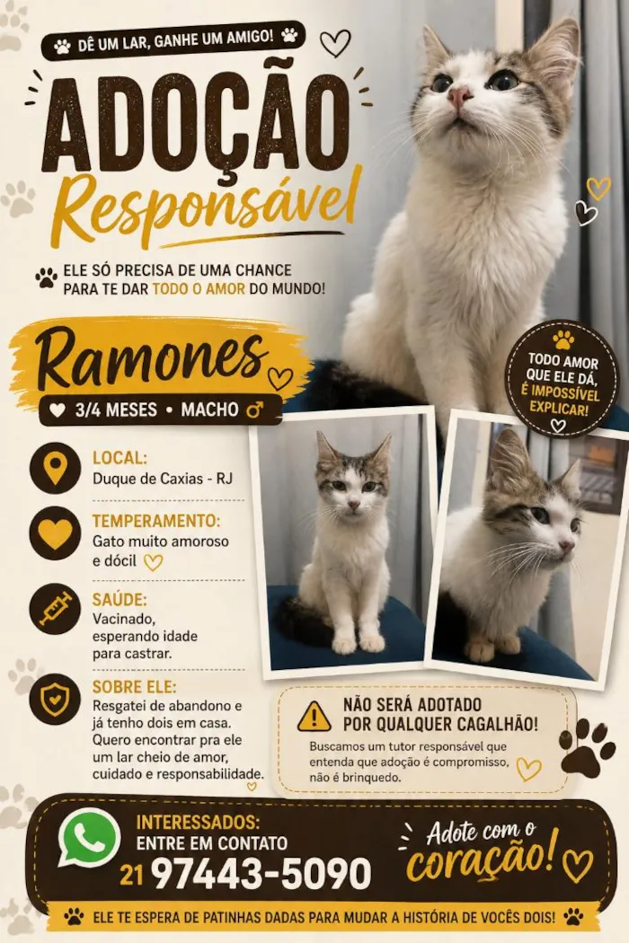 Gato raça SRD-ViraLata idade 2 a 6 meses nome Ramones