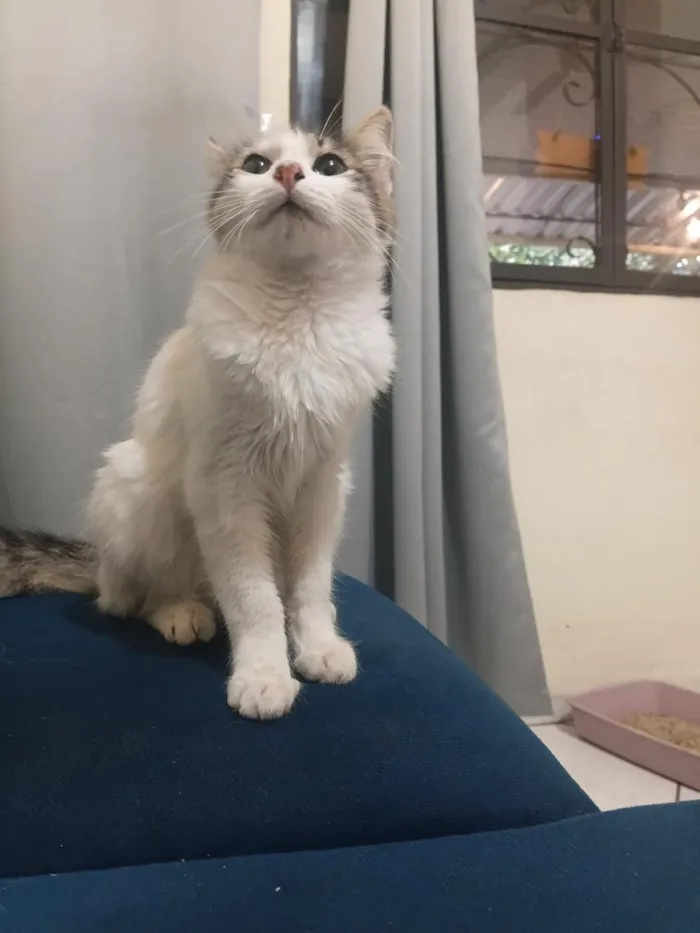Gato raça SRD-ViraLata idade 2 a 6 meses nome Ramones
