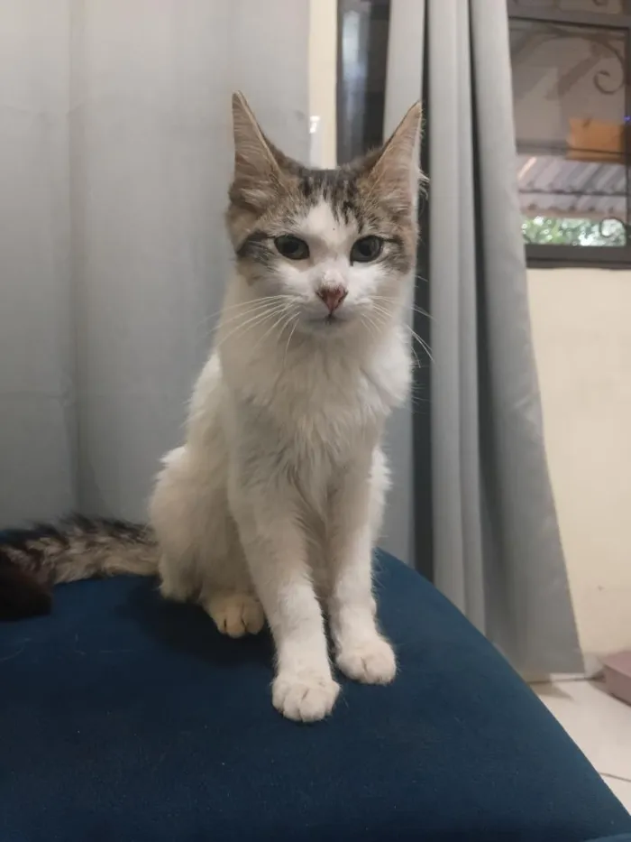 Gato raça SRD-ViraLata idade 2 a 6 meses nome Ramones