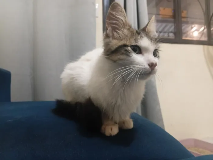 Gato raça SRD-ViraLata idade 2 a 6 meses nome Ramones