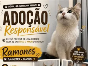 Gato raça SRD-ViraLata idade 2 a 6 meses nome Ramones