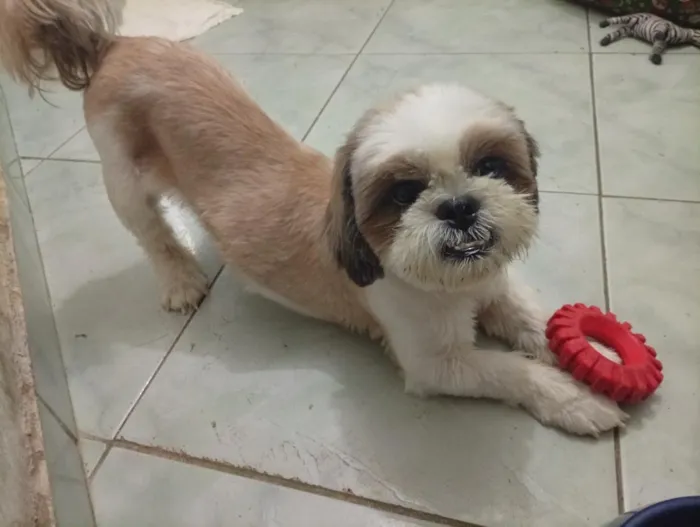 Cachorro raça Shitzu idade 3 anos nome Duque
