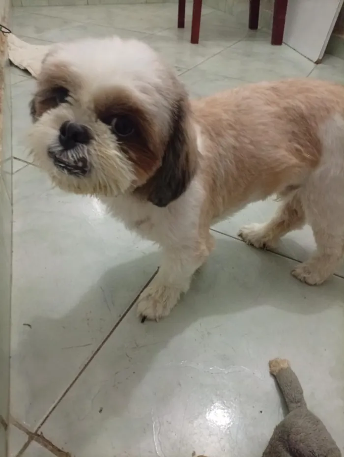 Cachorro raça Shitzu idade 3 anos nome Duque