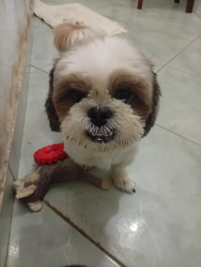 Cachorro raça Shitzu idade 3 anos nome Duque