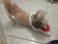 Duque