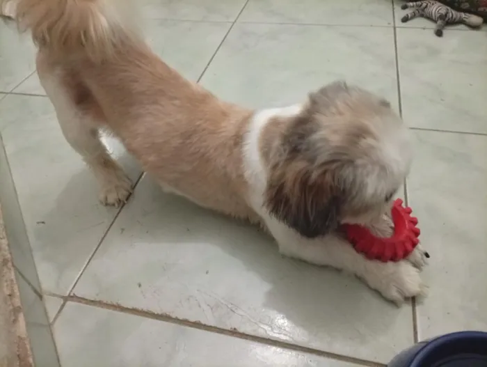 Cachorro raça Shitzu idade 3 anos nome Duque