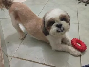 Cachorro raça Shitzu idade 3 anos nome Duque