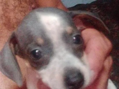 Cachorro raça SRD-ViraLata idade 2 a 6 meses nome malhadinha