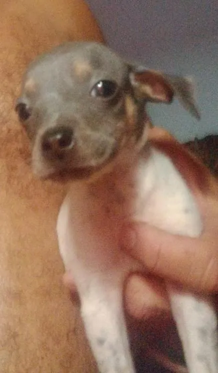 Cachorro raça SRD-ViraLata idade 2 a 6 meses nome Cabeça