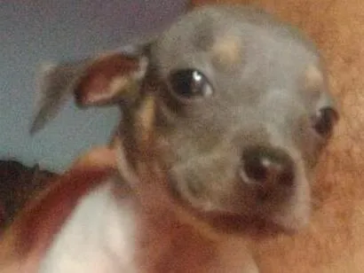 Cachorro raça SRD-ViraLata idade 2 a 6 meses nome Cabeça