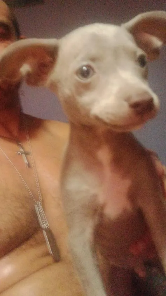 Cachorro raça SRD-ViraLata idade 2 a 6 meses nome fumaça