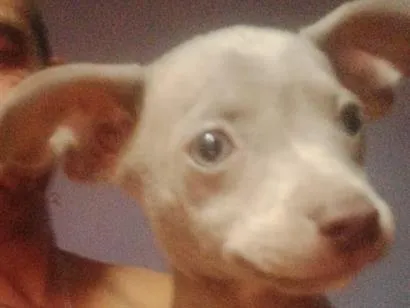 Cachorro raça SRD-ViraLata idade 2 a 6 meses nome fumaça