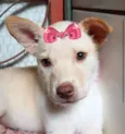 Florzinha