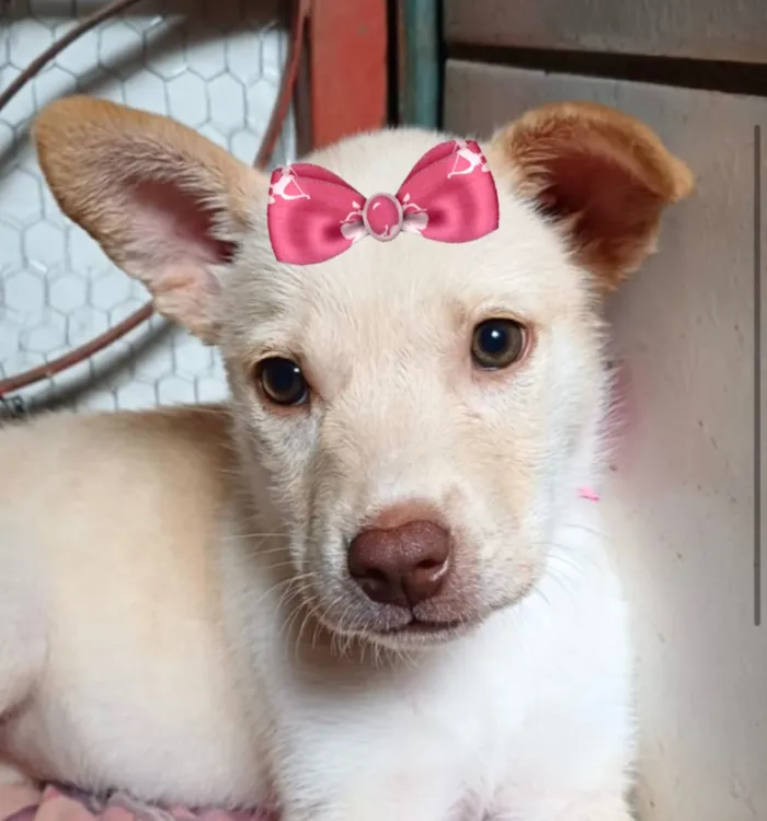 Cachorro raça Labrador idade 2 a 6 meses nome Florzinha
