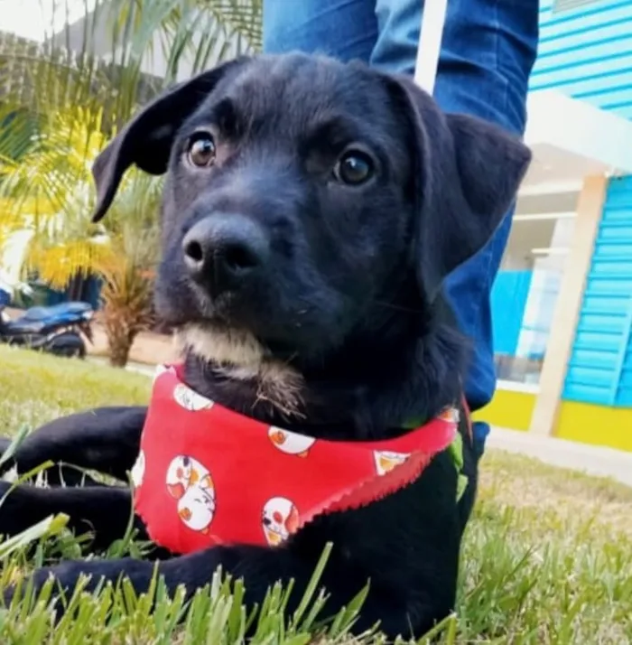 Cachorro raça SRD-ViraLata idade 2 a 6 meses nome Zulu
