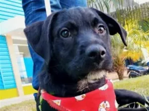 Cachorro raça SRD-ViraLata idade 2 a 6 meses nome Zulu