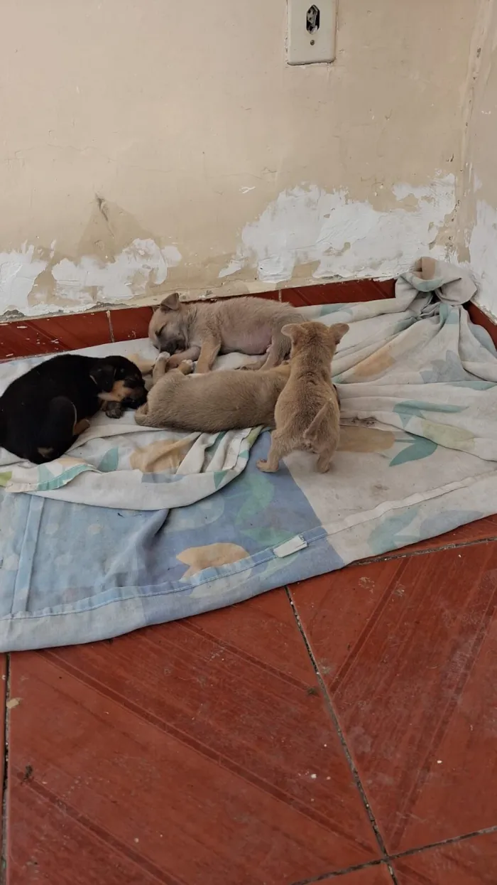 Cachorro raça SRD-ViraLata idade 2 a 6 meses nome theo,  bobi e sheik