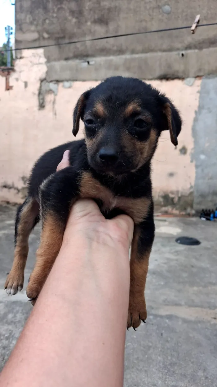 Cachorro raça SRD-ViraLata idade 2 a 6 meses nome theo,  bobi e sheik