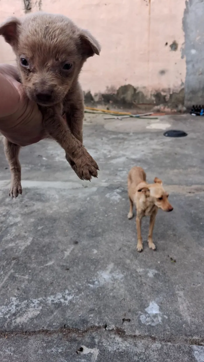 Cachorro raça SRD-ViraLata idade 2 a 6 meses nome theo,  bobi e sheik