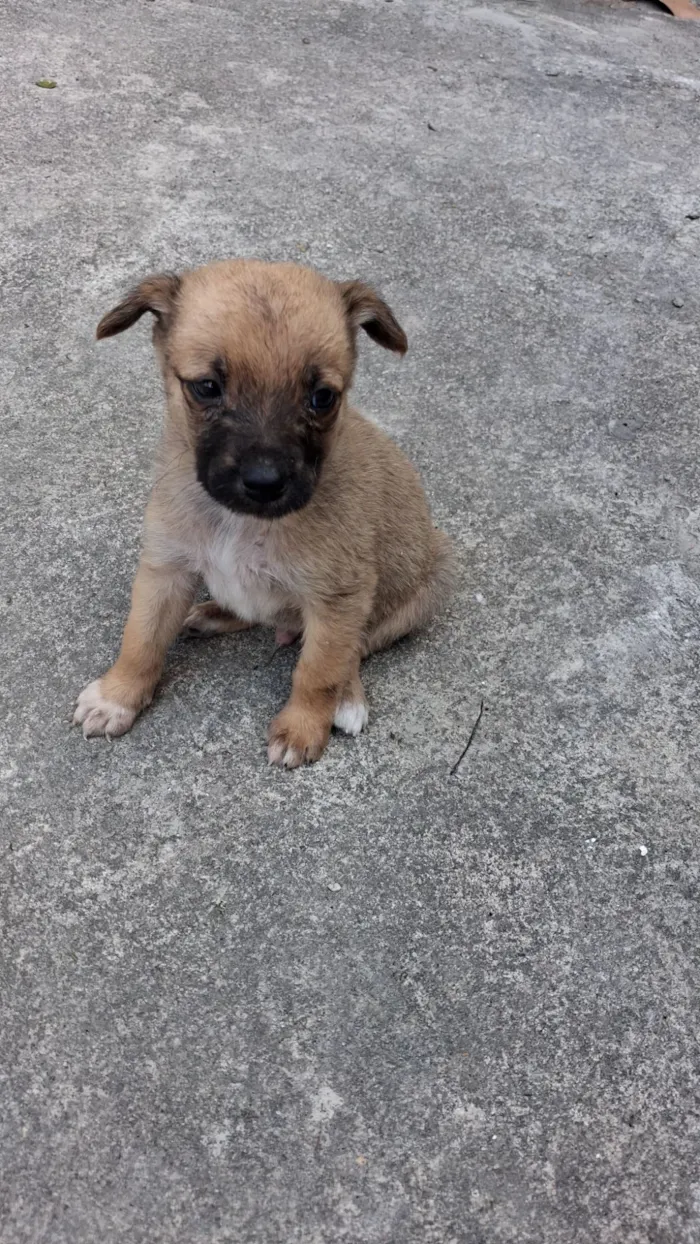 Cachorro raça SRD-ViraLata idade 2 a 6 meses nome theo,  bobi e sheik