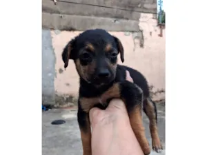 Cachorro raça SRD-ViraLata idade 2 a 6 meses nome theo,  bobi e sheik