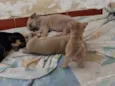 theo, bobi e sheik