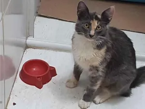 Gato raça SRD-ViraLata idade 2 a 6 meses nome fumaça 