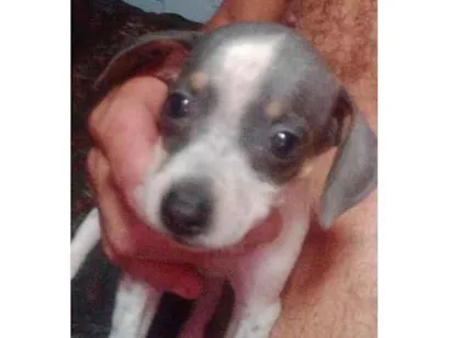 Cachorro raça SRD-ViraLata idade 2 a 6 meses nome malhadinha