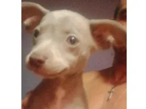 Cachorro raça SRD-ViraLata idade 2 a 6 meses nome fumaça