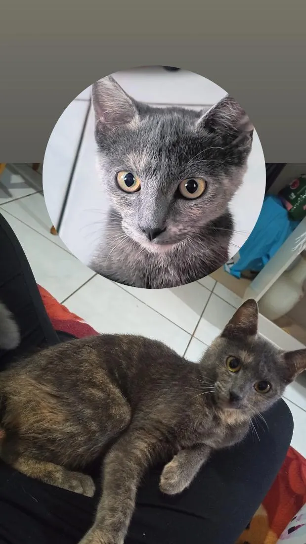 Gato raça SRD-ViraLata idade 2 a 6 meses nome Amora