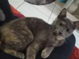 Amora