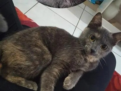 Gato raça SRD-ViraLata idade 2 a 6 meses nome Amora
