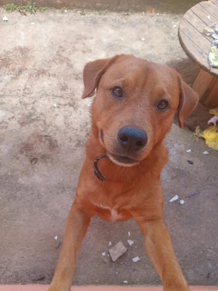 Cachorro raça SRD-ViraLata idade 1 ano nome Scooby