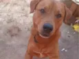Scooby