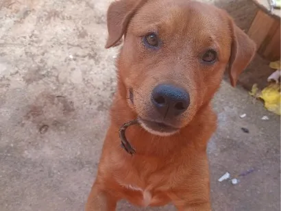Cachorro raça SRD-ViraLata idade 1 ano nome Scooby