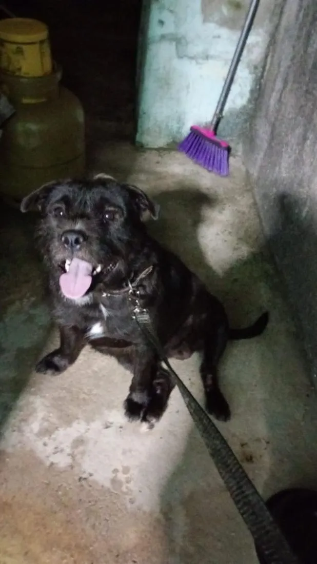 Cachorro raça SRD-ViraLata idade 2 anos nome Thor