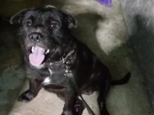 Cachorro raça SRD-ViraLata idade 2 anos nome Thor