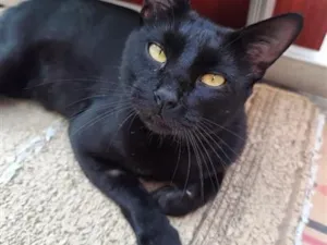 Gato raça SRD-ViraLata idade 1 ano nome Bruce