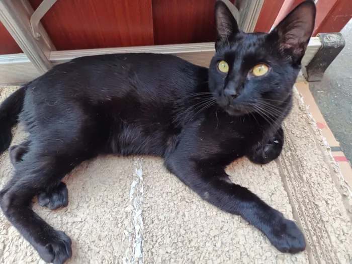 Gato raça SRD-ViraLata idade 1 ano nome Bruce