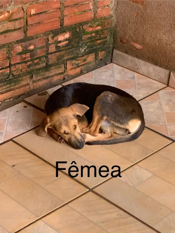 Cachorro raça SRD-ViraLata idade 2 a 6 meses nome Sem nome 