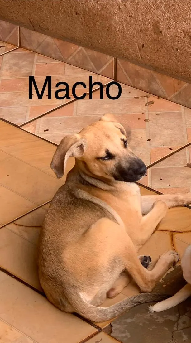 Cachorro raça SRD-ViraLata idade 2 a 6 meses nome Sem nome 