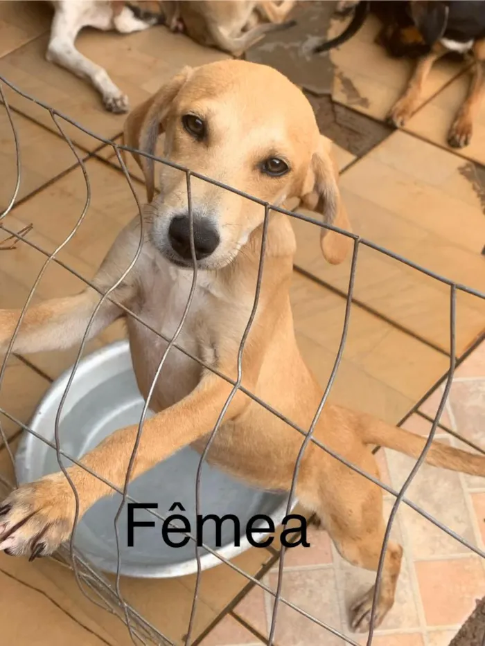 Cachorro raça SRD-ViraLata idade 2 a 6 meses nome Sem nome 