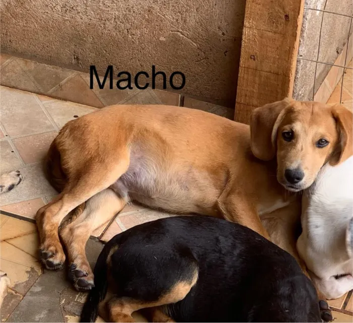 Cachorro raça SRD-ViraLata idade 2 a 6 meses nome Sem nome 