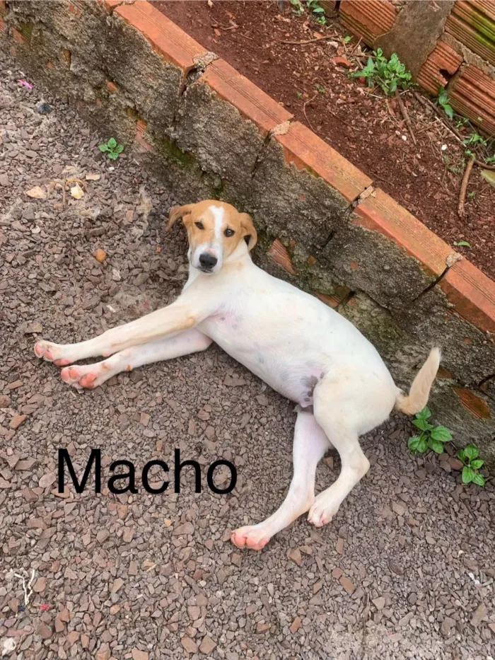 Cachorro raça SRD-ViraLata idade 2 a 6 meses nome Sem nome 