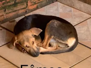 Cachorro raça SRD-ViraLata idade 2 a 6 meses nome Sem nome 