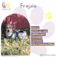 Frajola